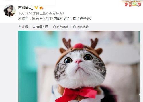 娱乐吃瓜酱心上人,揭秘“心上人”背后的故事